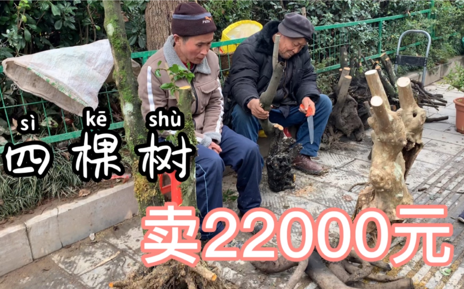 四棵树桩成交价竟然高达22000元?金弹子下山桩市场如此火爆!哔哩哔哩bilibili