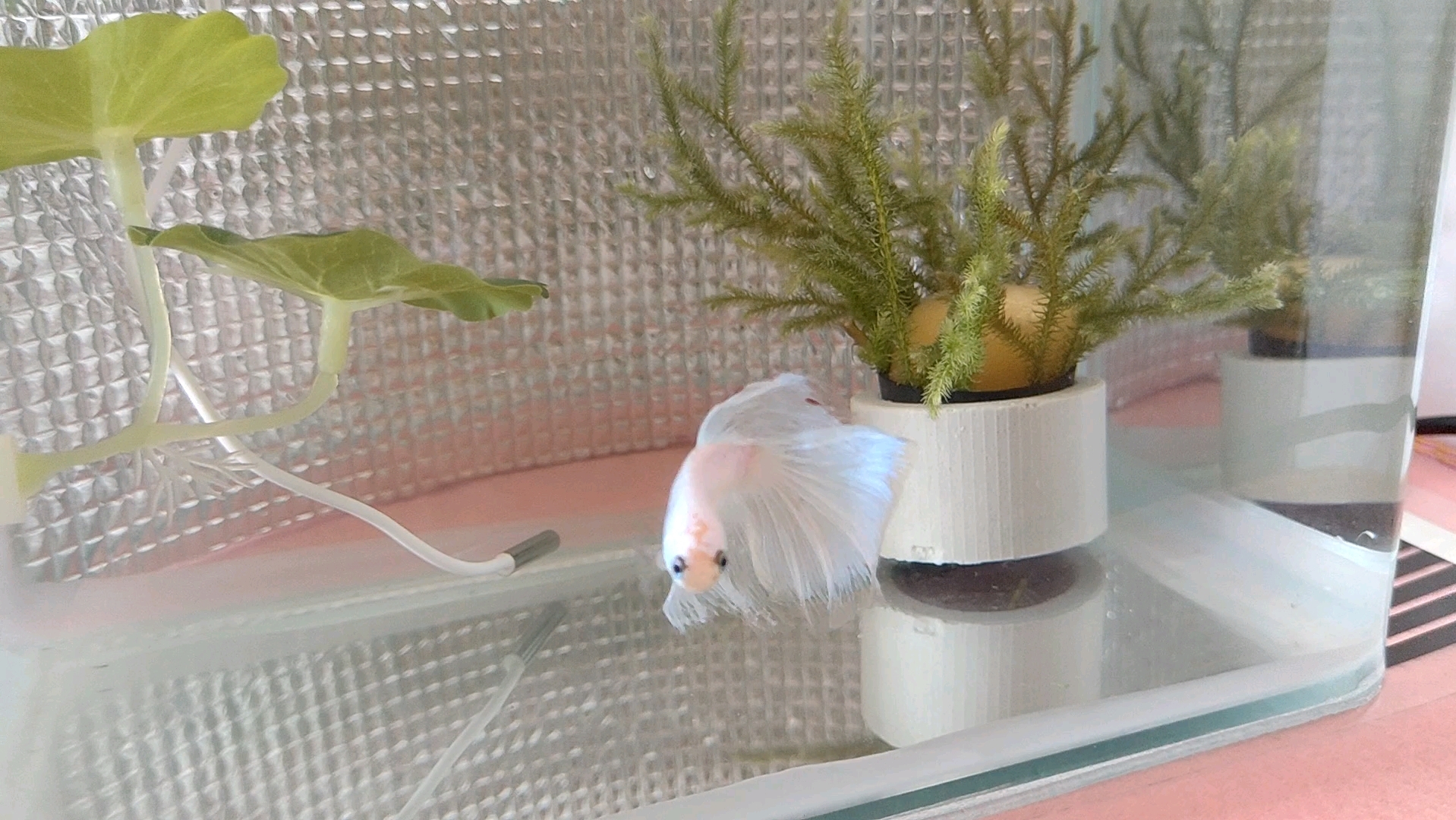 今天阳光正好,仙女鱼也很漂亮