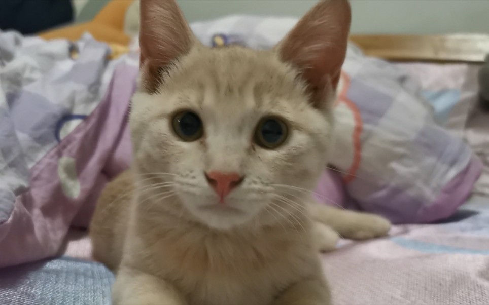 【奶茶色橘猫】可可爱爱小猫咪_哔哩哔哩_bilibili