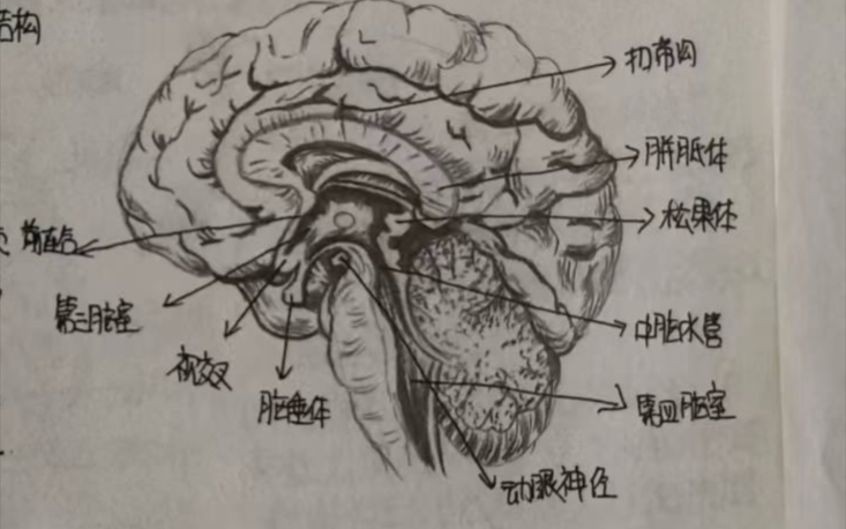 医学生的解剖学大脑绘图