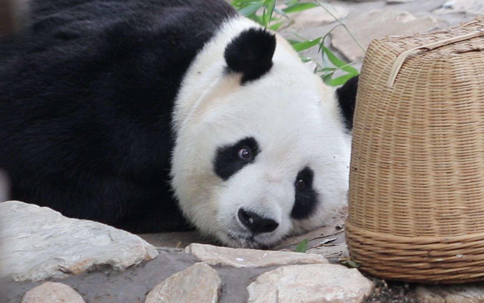 大熊猫大地 可爱睡觉觉(大地叔的库存视频)