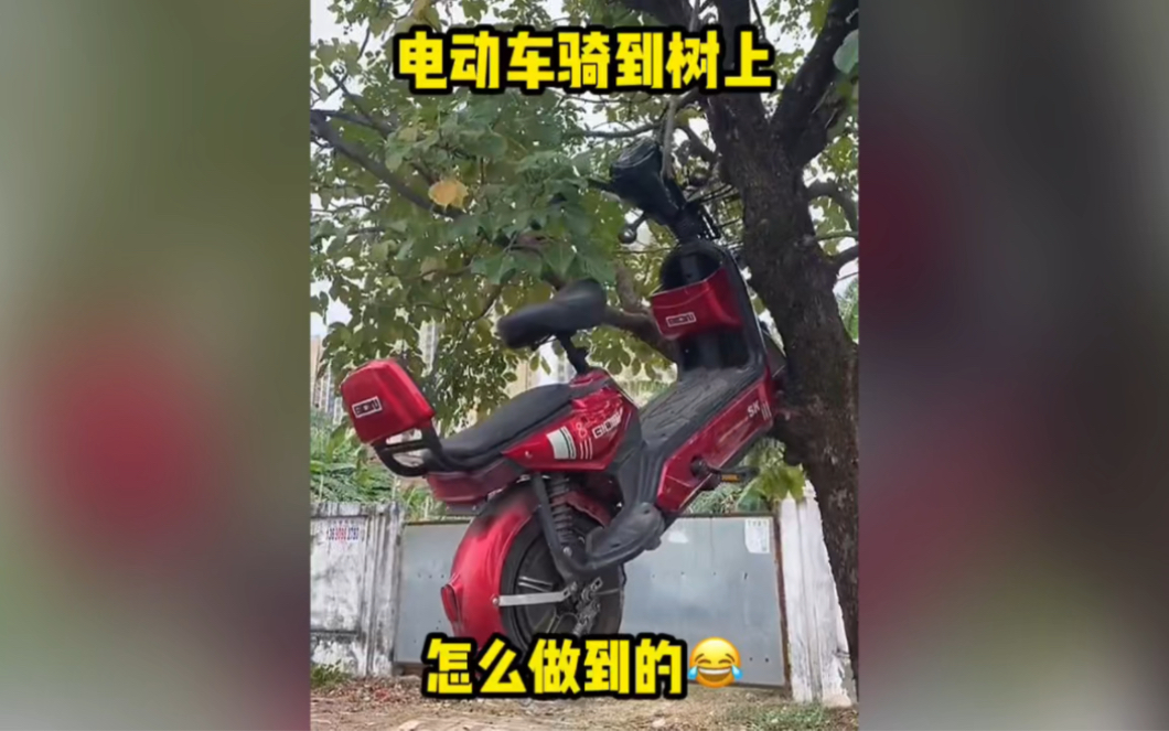 电动车上树,有水平啊98