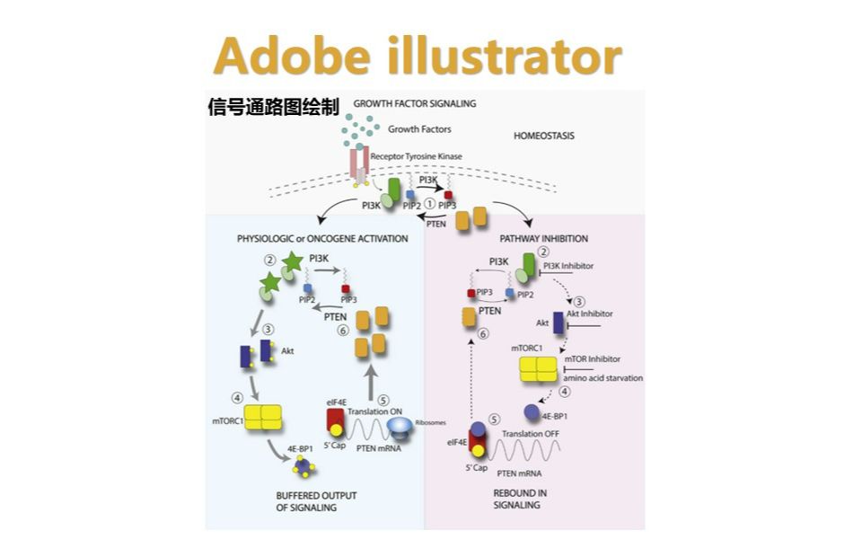 【AI科研绘图】信号通路图的绘制哔哩哔哩bilibili