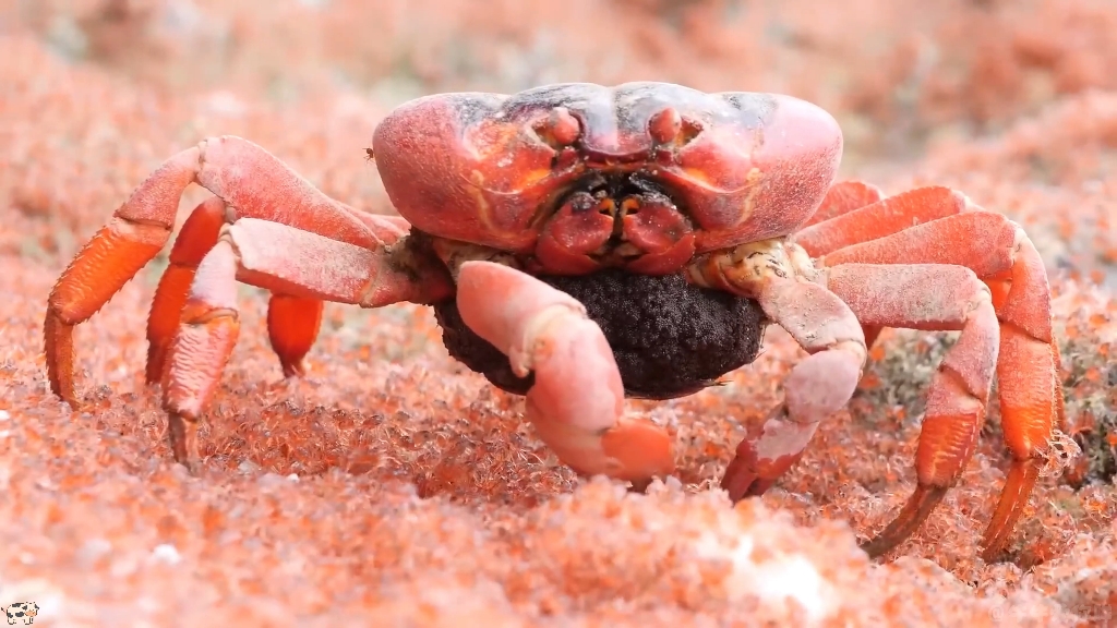 夏日炎炎,我儿超甜,圣诞岛红蟹大迁徙