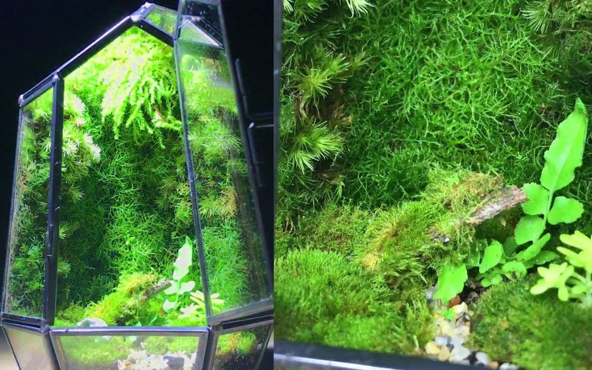 桌面小型苔藓造景