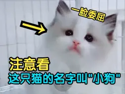 【血狼切片】"ve的猫被ve买下真的好委屈"，ve猫咖之猫猫名叫小狗