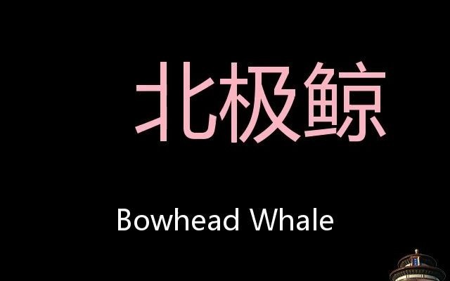 北极鲸 Chinese Pronunciation Bowhead Whale哔哩哔哩bilibili