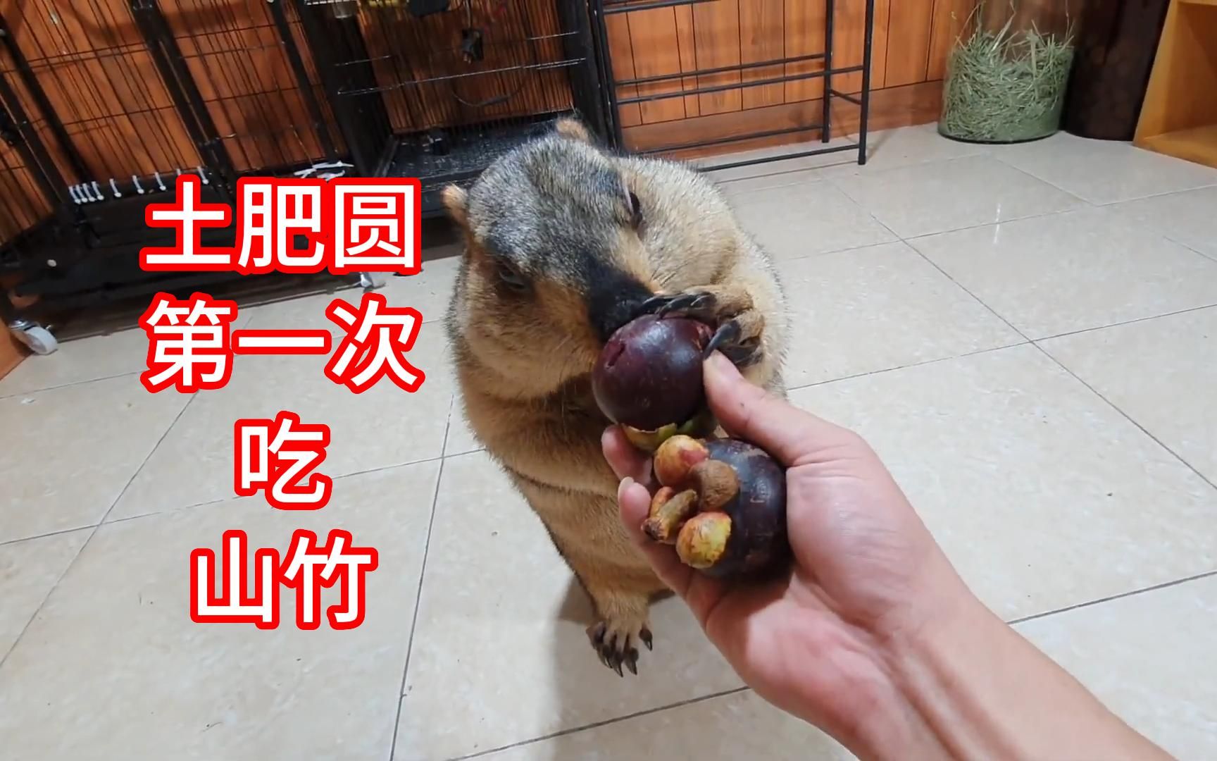 见众生 | 土肥圆第一次吃山竹,结果. 土拨鼠/旱獭 的日常