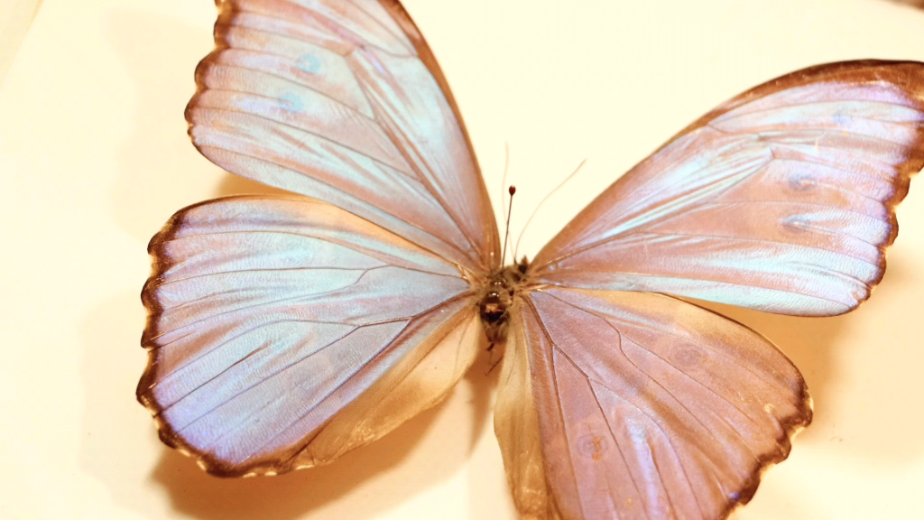 晶闪蝶_哔哩哔哩_bilibili