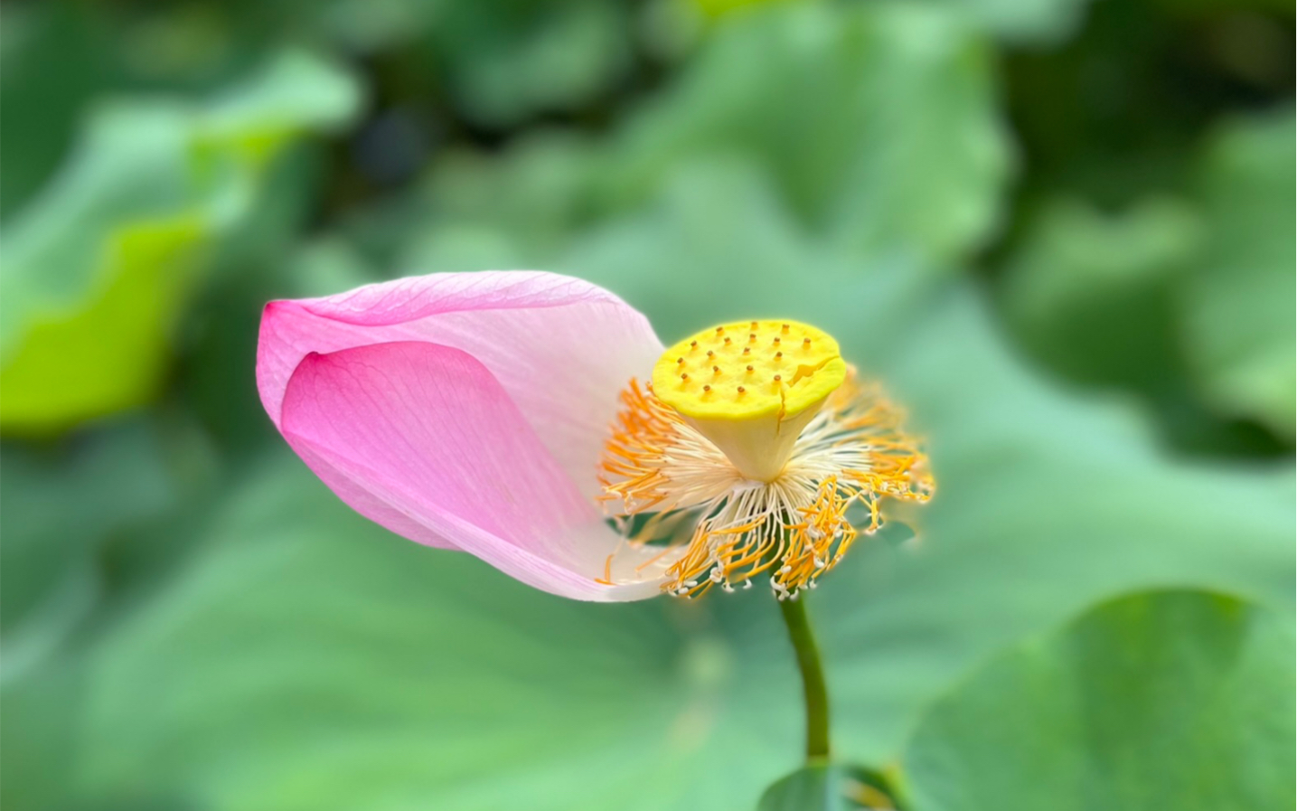 [图]夏.狂热