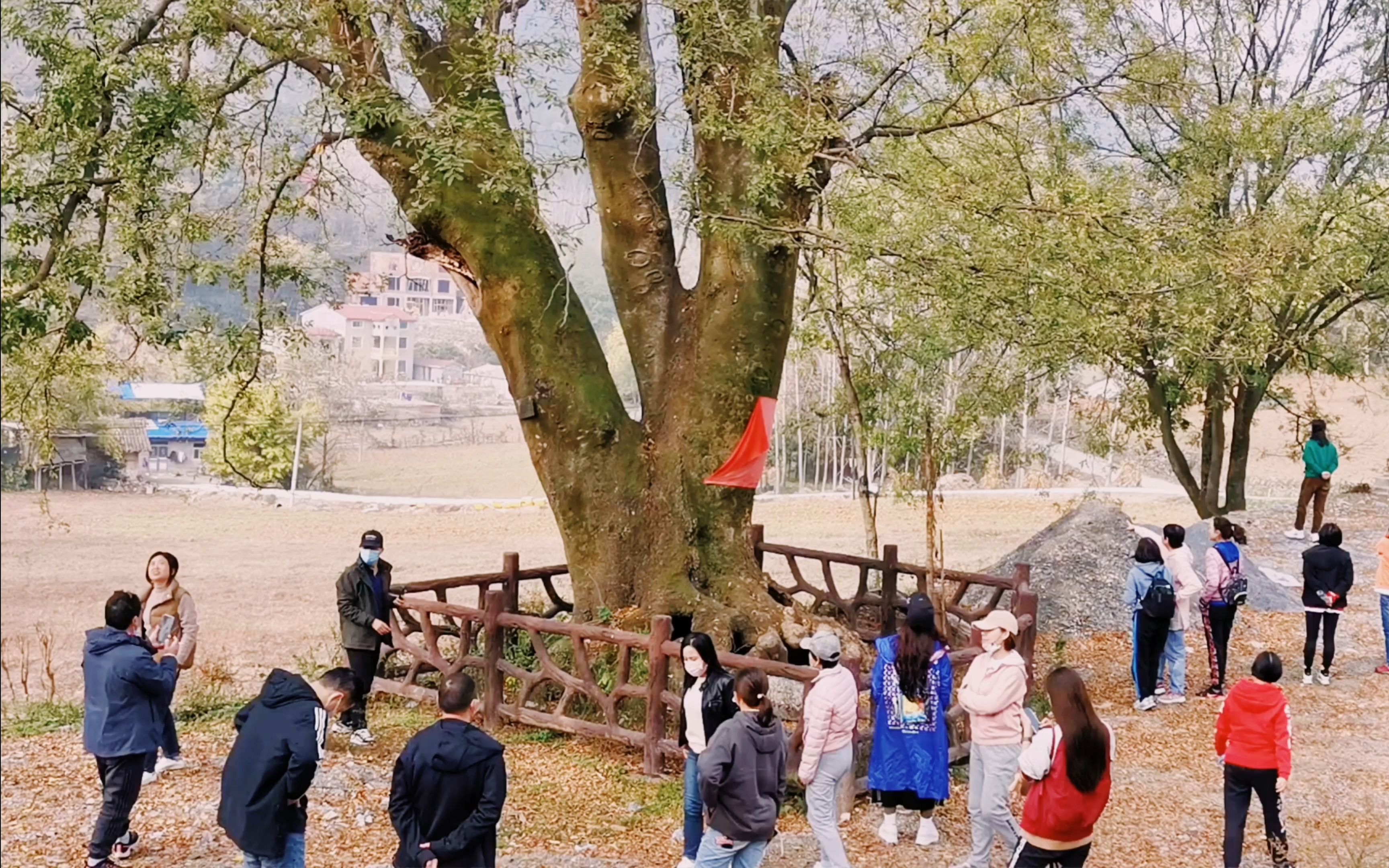 南漳县李庙镇石桩河村的古皂荚树【襄阳自游人我心飞翔张文强 摄制