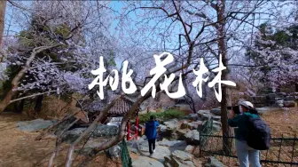 Download Video: 最像江南的山桃花小景，就藏在北京最中心的地区