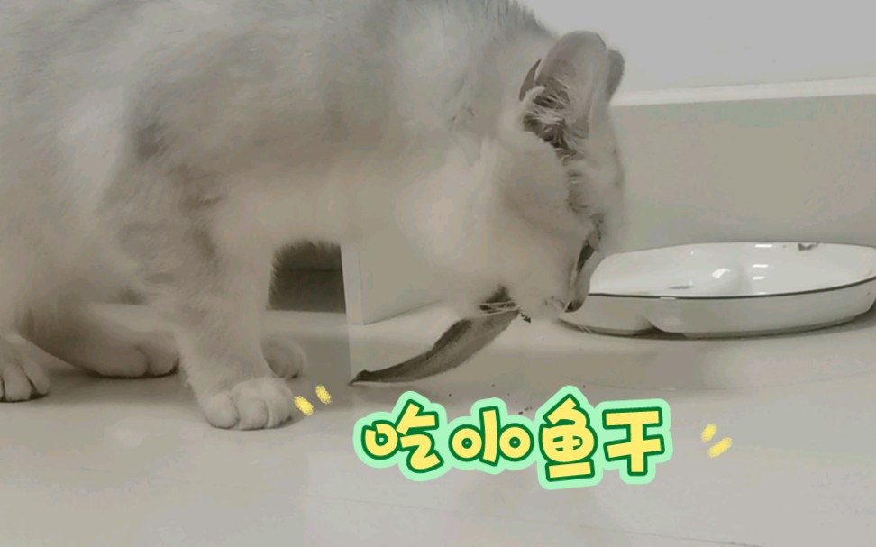 猫猫包包吃小鱼干,咔嚓咔嚓纯享哔哩哔哩bilibili