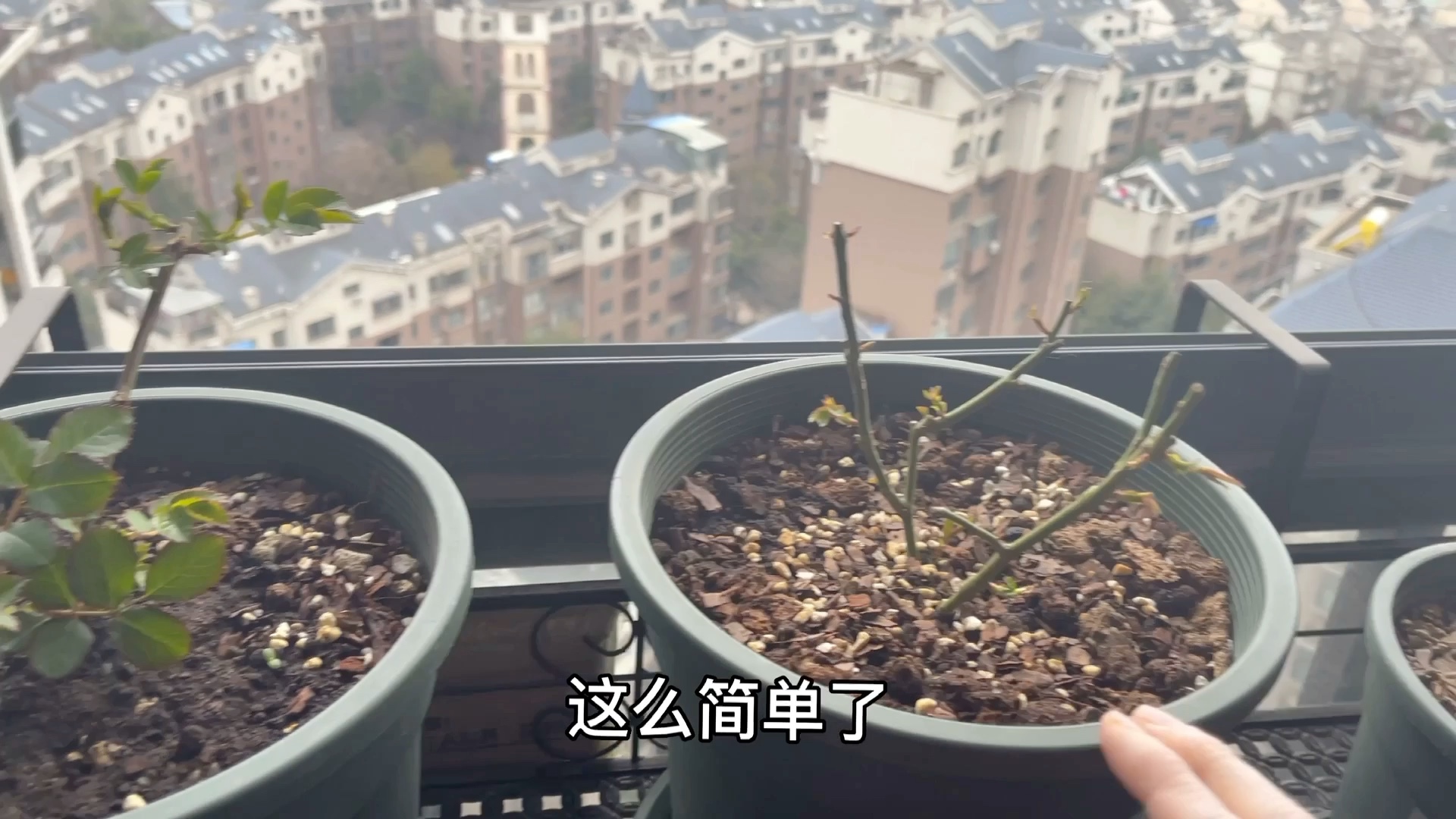 植物总是养不活的原因,种花一学就会,一种就废的原因,祝2021年,你们种啥啥活,养啥啥爆盆.哔哩哔哩bilibili