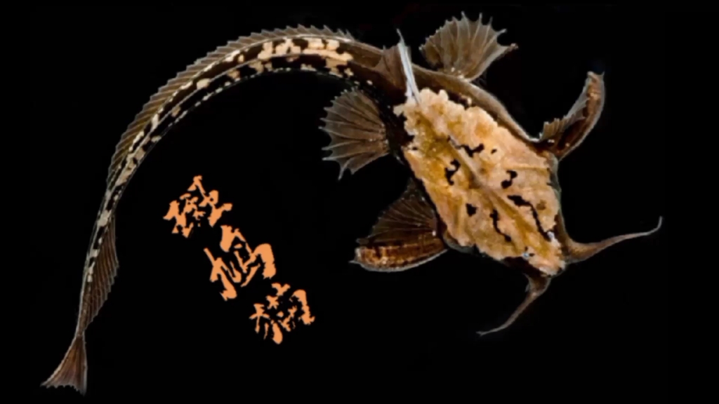 活动作品翻砂躲猫猫异型鱼帝王斑鸠猫