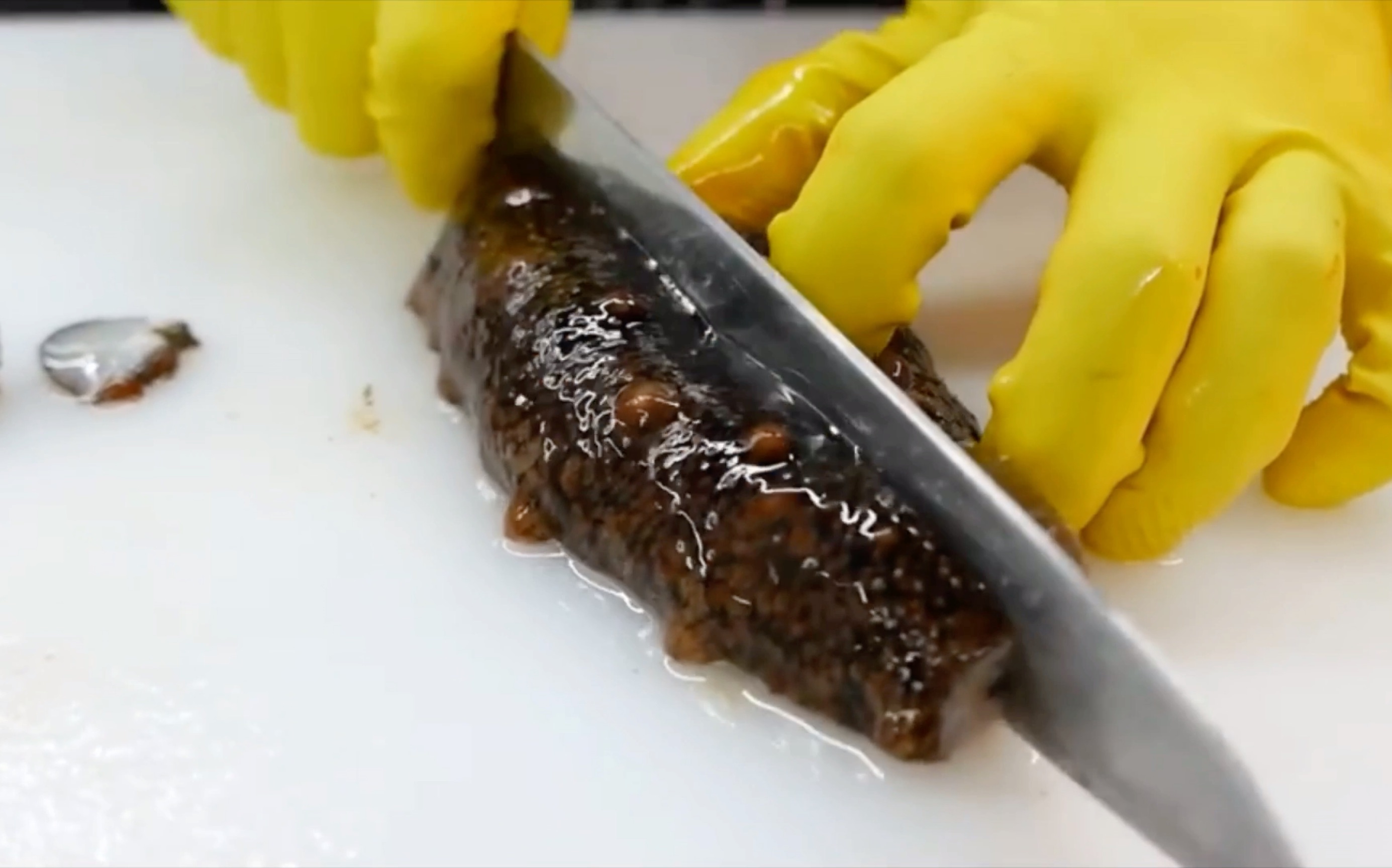 美食刺身韩国海鲜市场的海参刺身