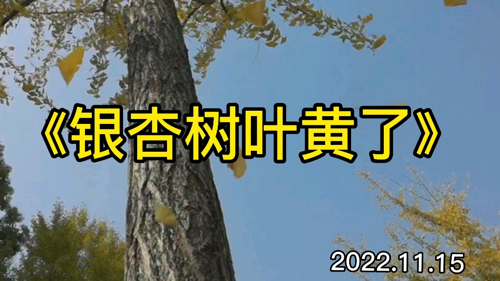 2022年的银杏树叶又将黄了哔哩哔哩bilibili