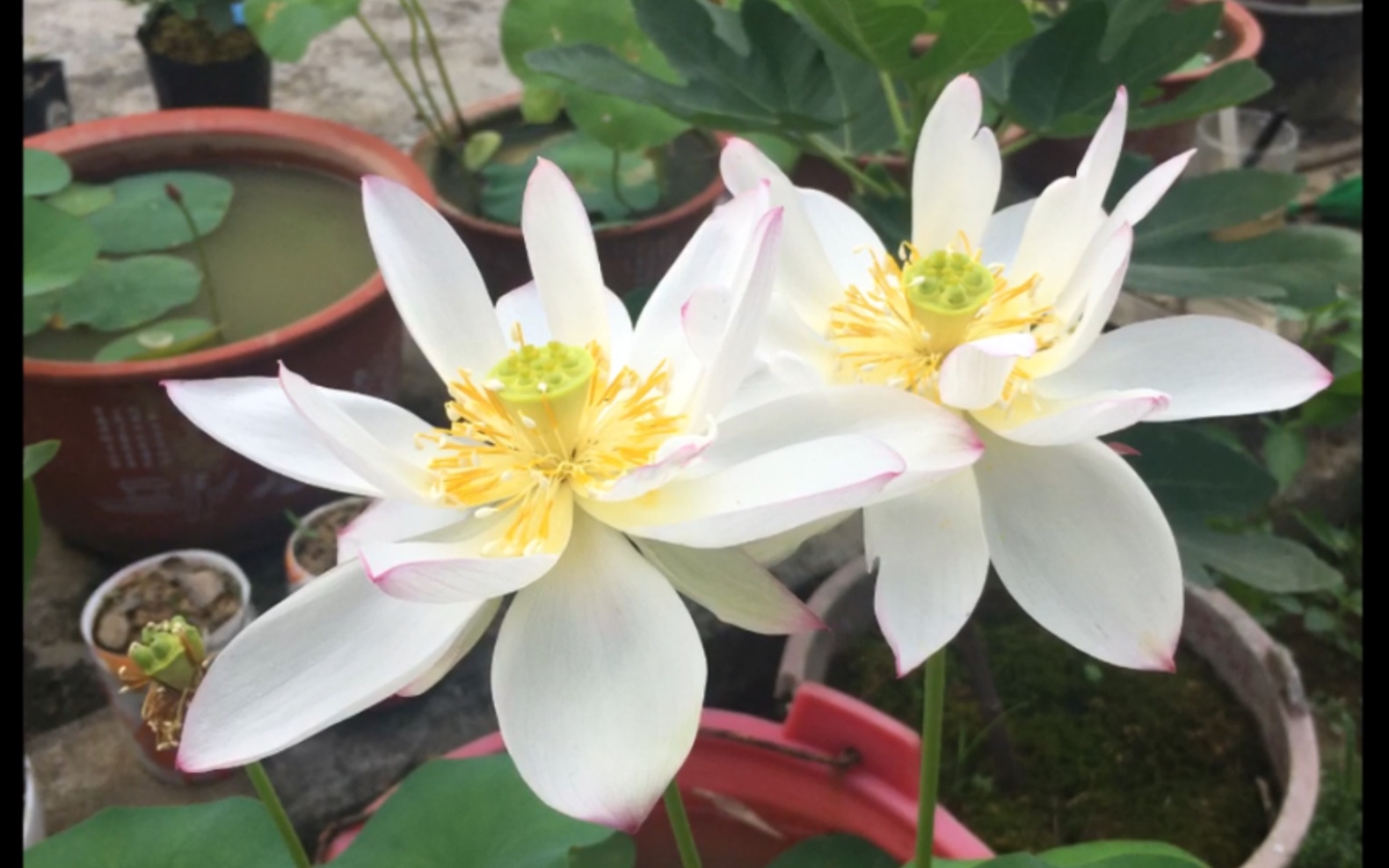 白色碗莲,籽播品种,取名淡妆_哔哩哔哩_bilibili