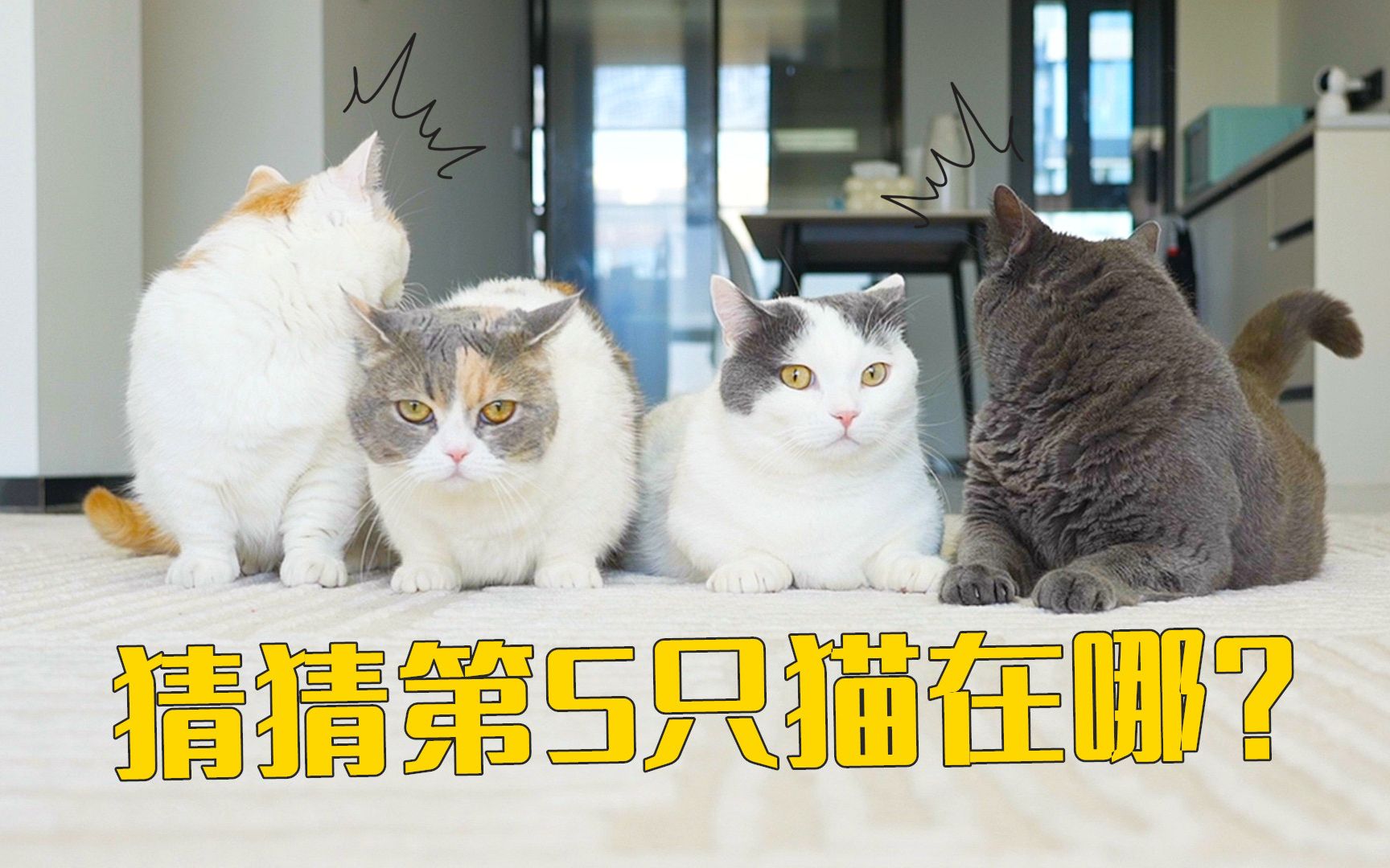 养了你们5只奇怪的猫,真是我的福气-萌猫宝哥哥-萌猫宝哥哥-哔哩哔哩视频