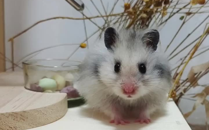 金丝熊论一只鼠是如何把自己rua炸毛的