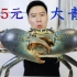 2145买一只斯里兰卡大青蟹，全网最大，钳子比胳膊还粗，非常霸气