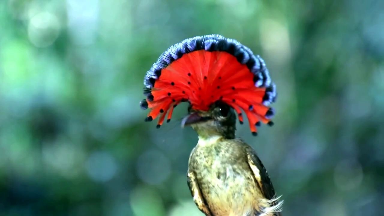 亚马逊雨林中少见的最美10种珍惜鸟类