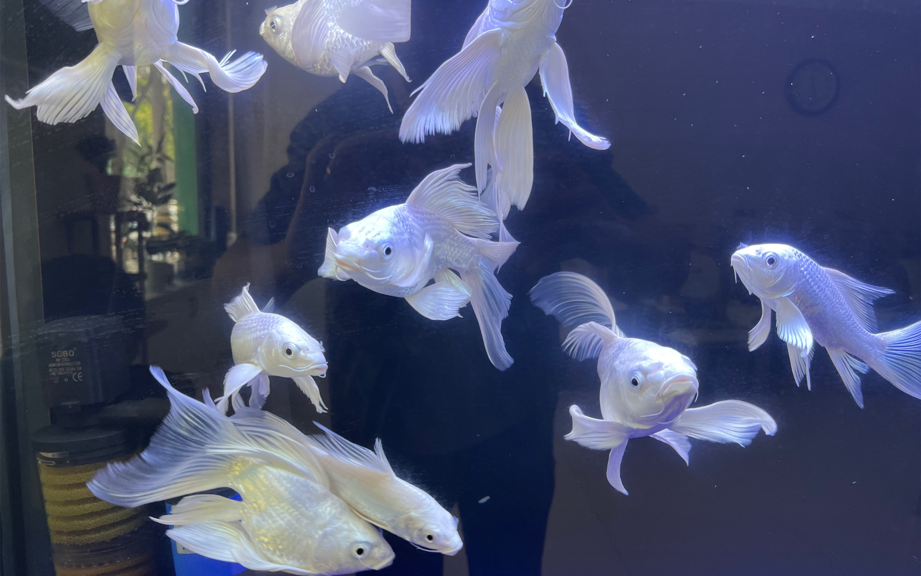 养了半年的蝴蝶鲤