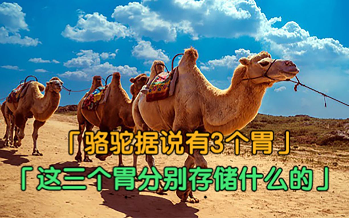 骆驼的天敌是谁据说它们有三个胃这三个胃分别是存储什么的