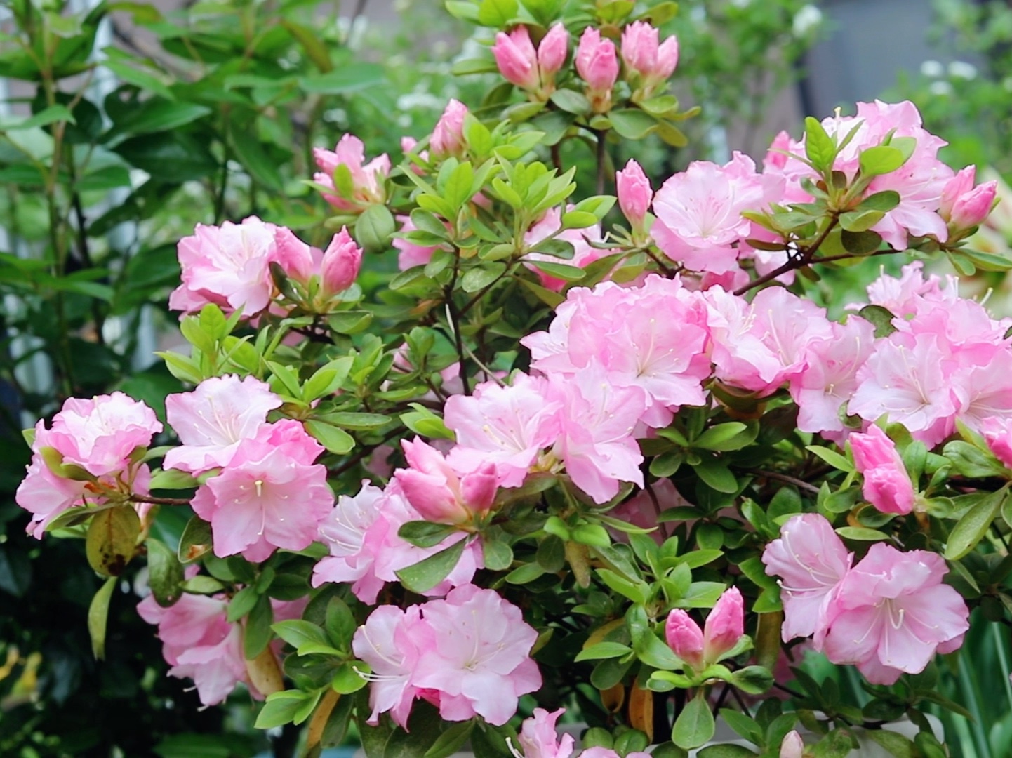 今春最佳杜鹃—花蝴蝶,今年颜色略深,花量依旧很足