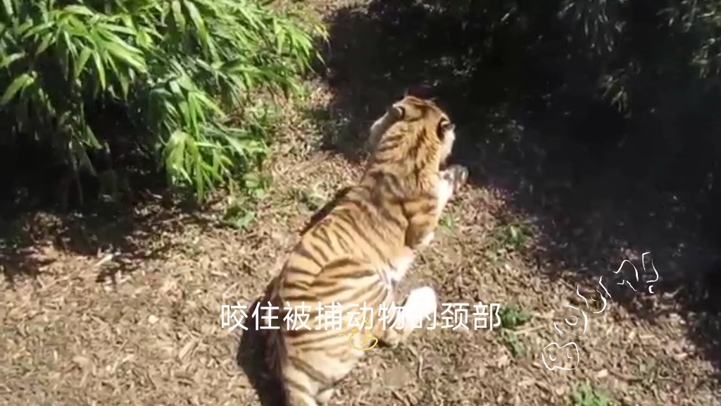 世界最大的猫科动物——东北虎哔哩哔哩bilibili