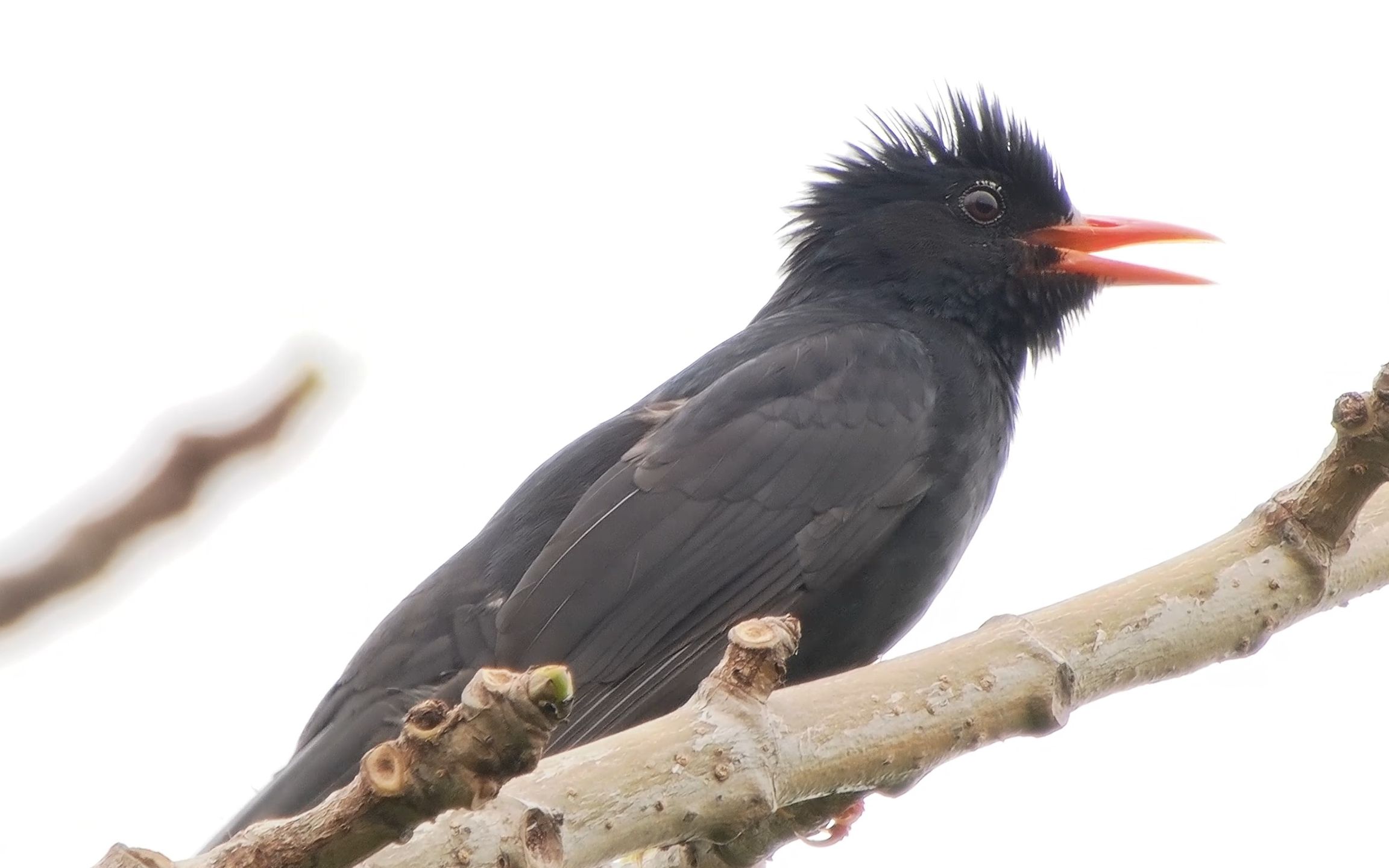 【行为图鉴】黑短脚鹎 炸毛黑鹎鹎