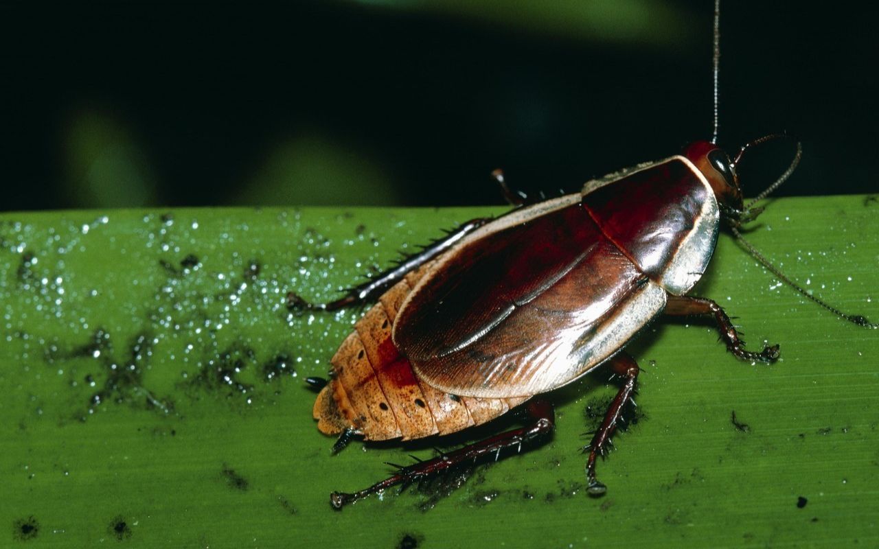 "小强"称号果然名不虚传!