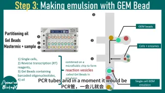 Download Video: 单细胞测序-详解 | single cell RNA-seq 对比 RNA-seq | 实验原理及步骤