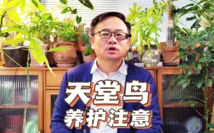 Tải video: 天堂鸟如何种植？注意6件事，不卷边不焦叶，郁郁葱葱