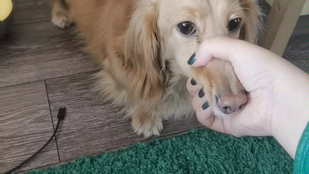 论长嘴狗的"使用方法"