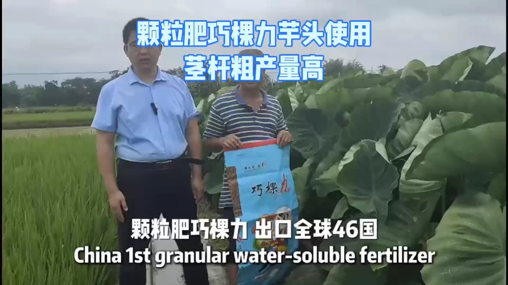 颗粒水溶肥巧棵力在广东使用后茎杆粗产量高