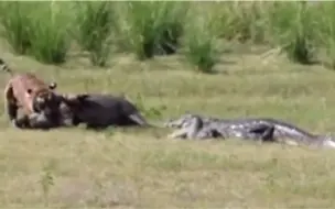 Скачать видео: 泽鳄偷袭捕食的老虎