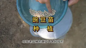 Descargar video: 秋天吃豌豆苗种植方法，什么时候种口感会鲜甜