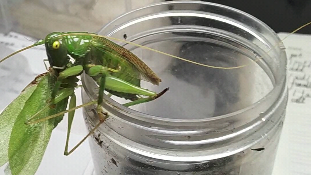 海南胭蟋螽捕食素色似织螽