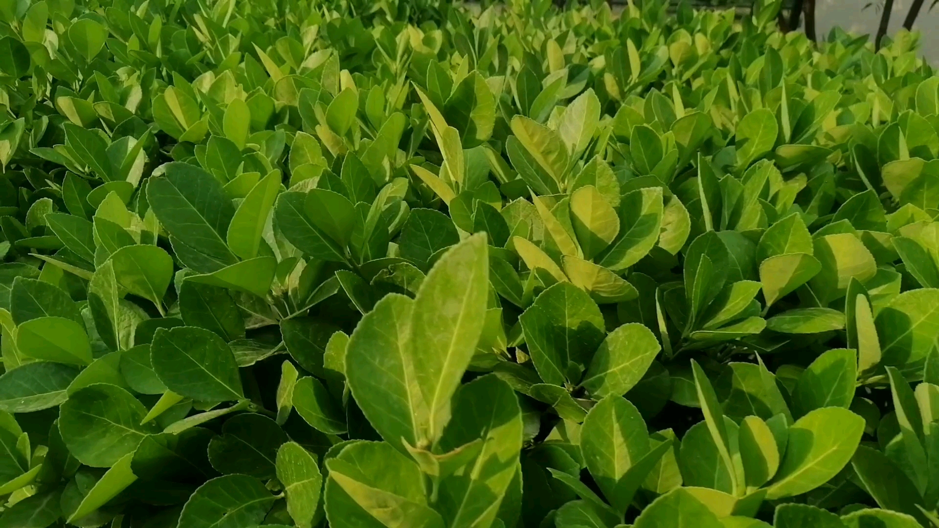 喷一下,快乐继续,蚊子不再打扰@榄菊官方#我的榄菊故事