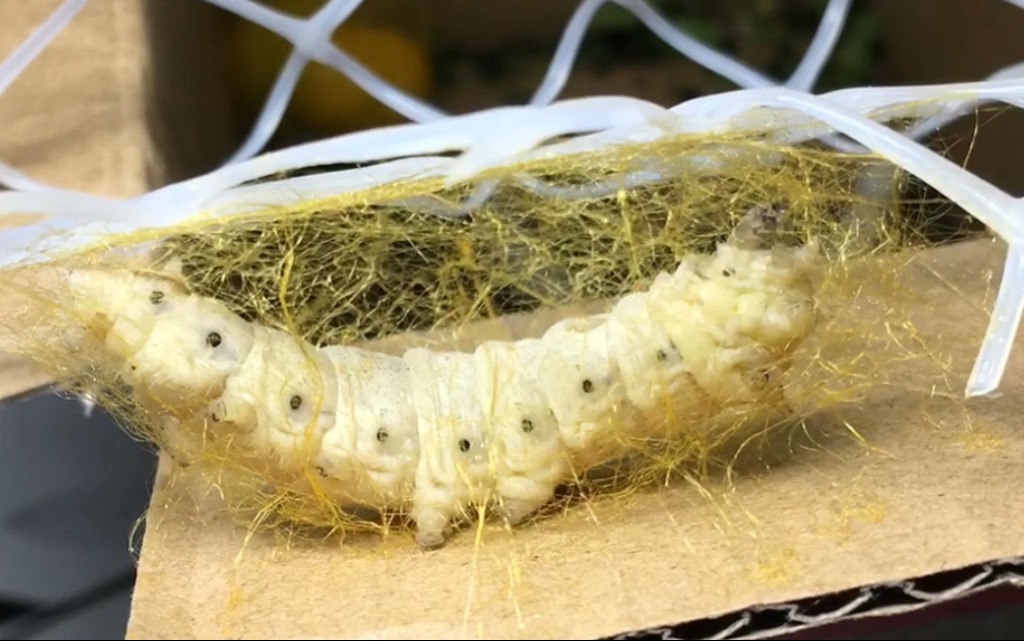 【延时摄影】超清拍摄一只蚕作茧自缚的全过程 10小时浓缩到4分钟