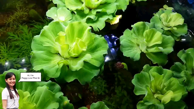 浮水植物和浮游植物图片