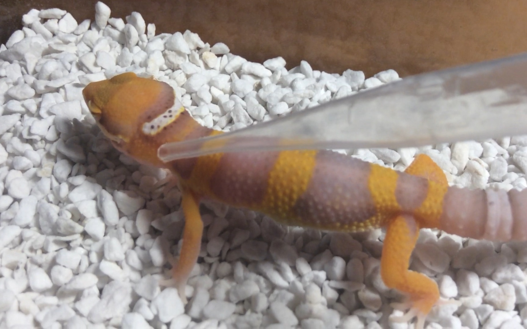 up主的守宫们(8)—贝尔