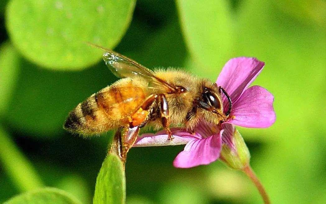 蜜蜂养殖技术 中蜂养殖技术 蜜蜂疾病防治和育王技术哔哩哔哩bilibili