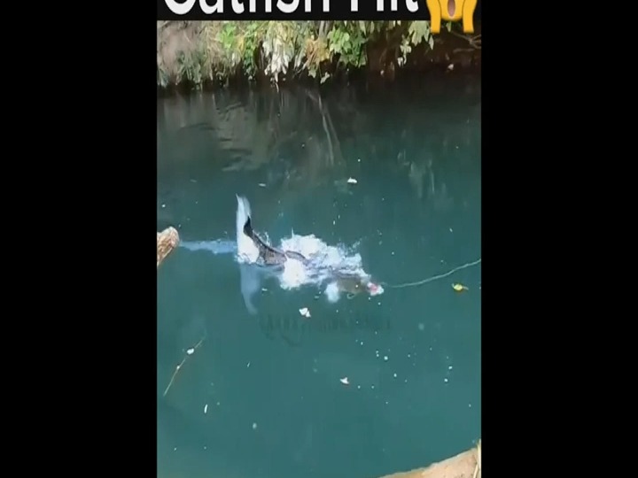 巨型鲶鱼跃出水面捕食,震撼瞬间揭秘!