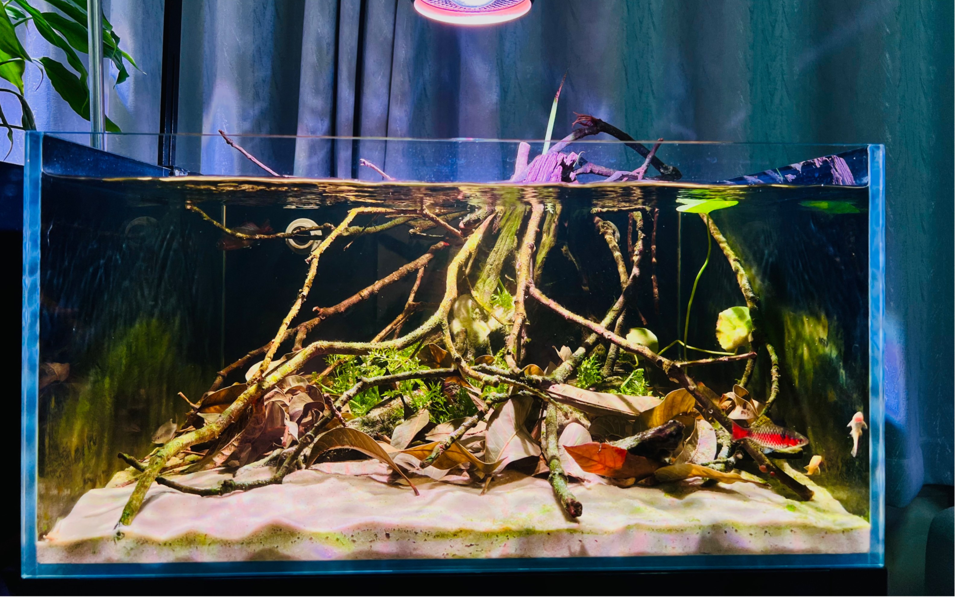 草种了,叶子铺了,这个缸算是成景了,是属于"南美缸"还是"原生缸"还是"