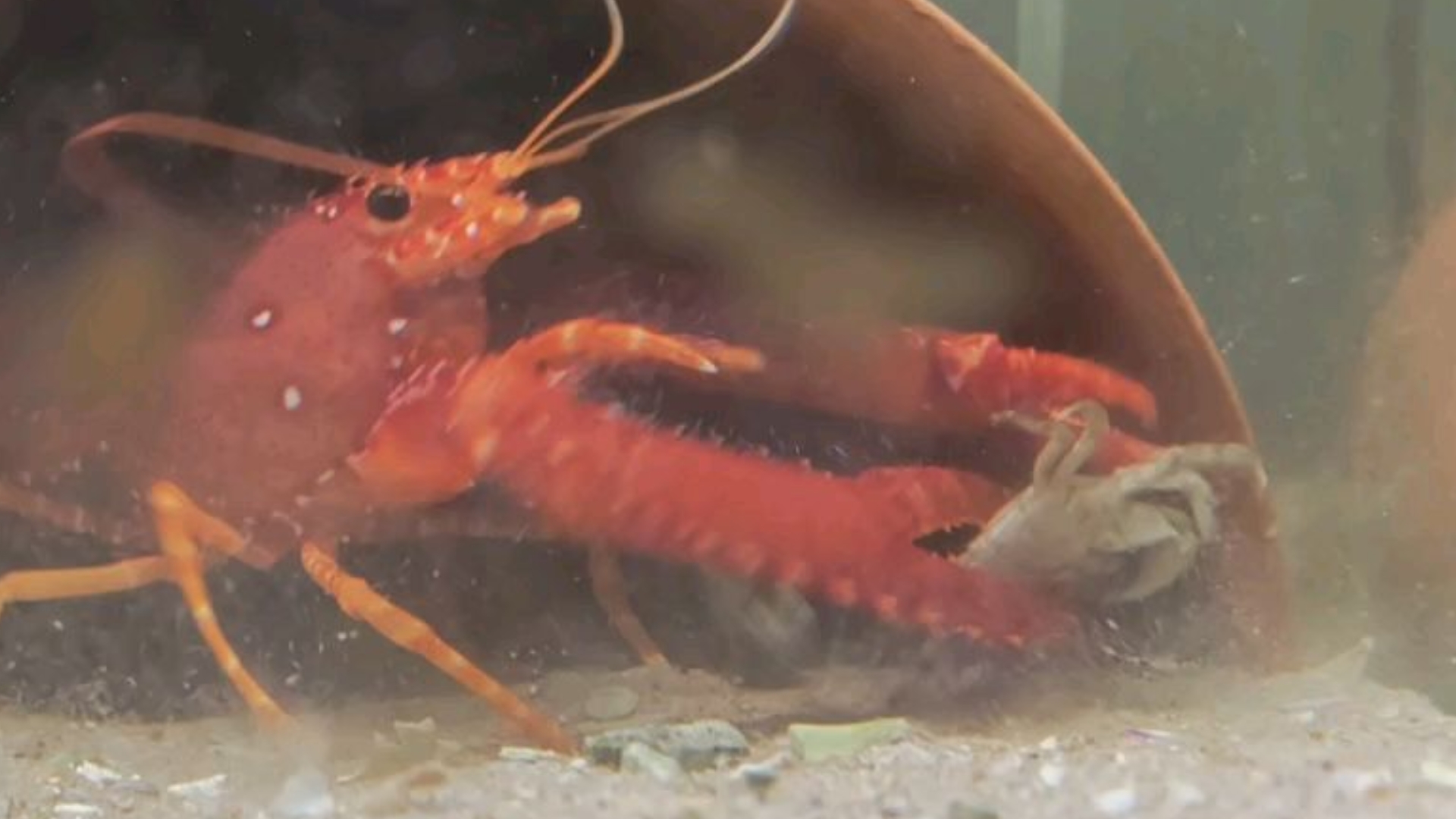 西方礁螯虾猎杀小螃蟹