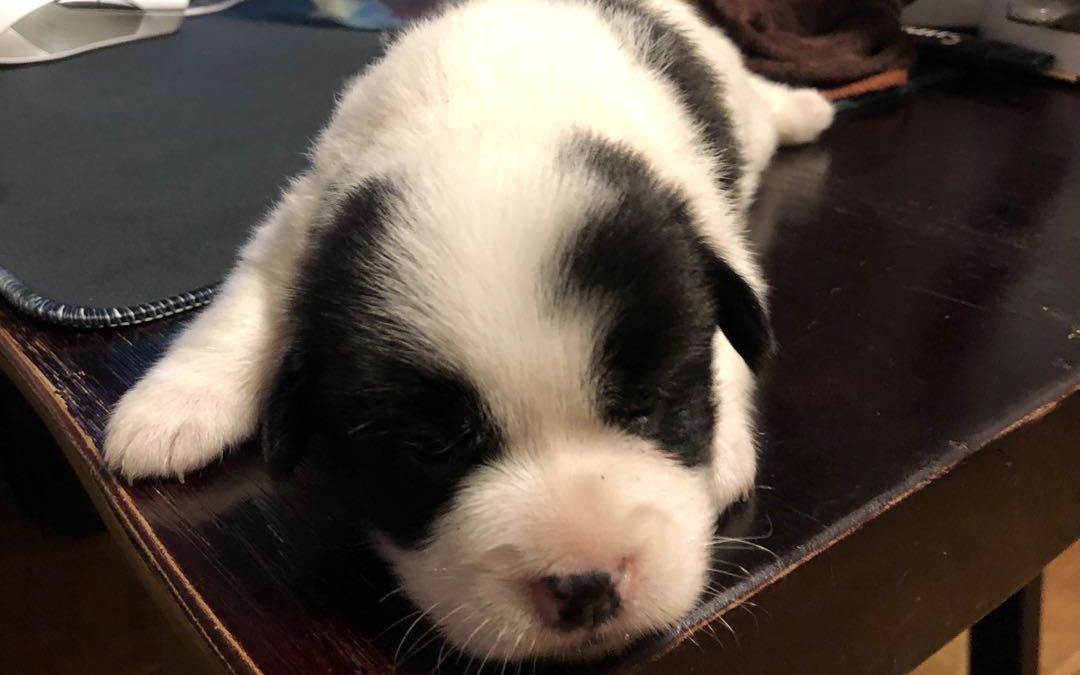 小奶牛小黑二黑~小土狗_哔哩哔哩 (゜-゜)つロ 干杯~-bilibili