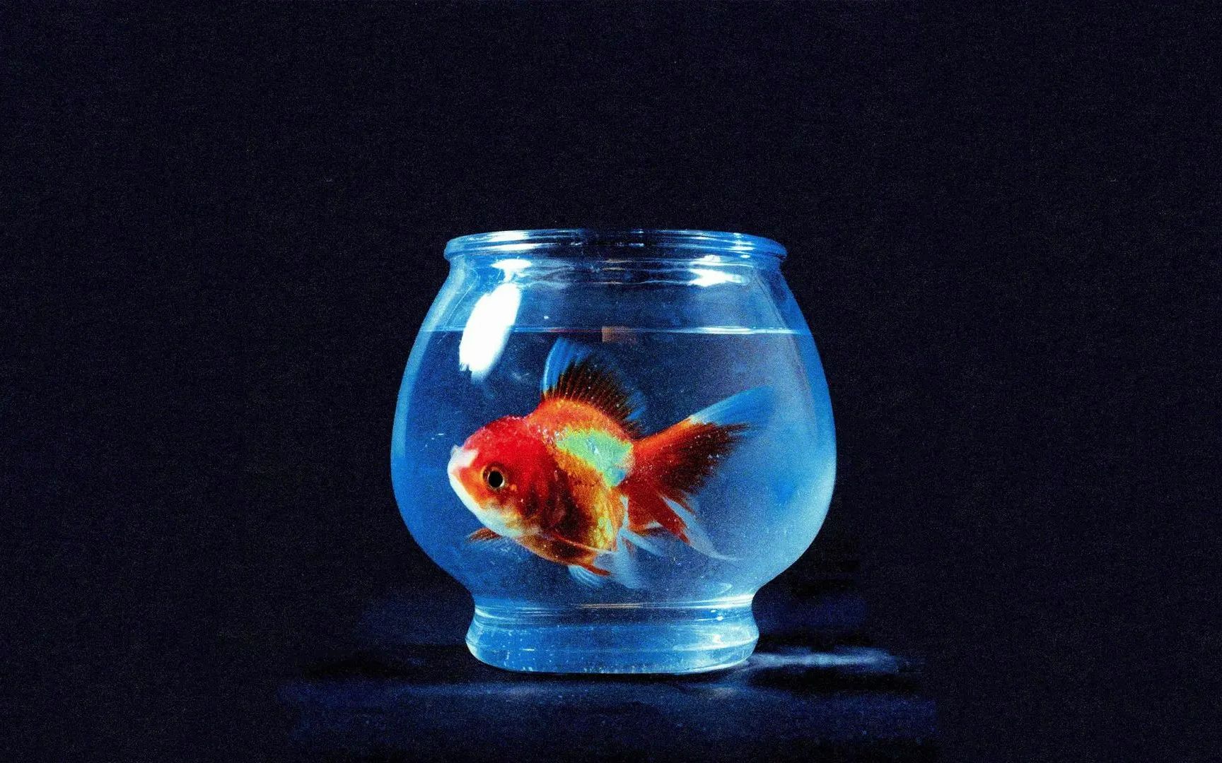 [图]【整轨/Flac】Vince Staples - Big Fish Theory/大鱼理论