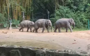 Скачать видео: 【亚洲象】三威：排队队，走路路！但是，风崽，你在干什么！   231110象往生活录屏